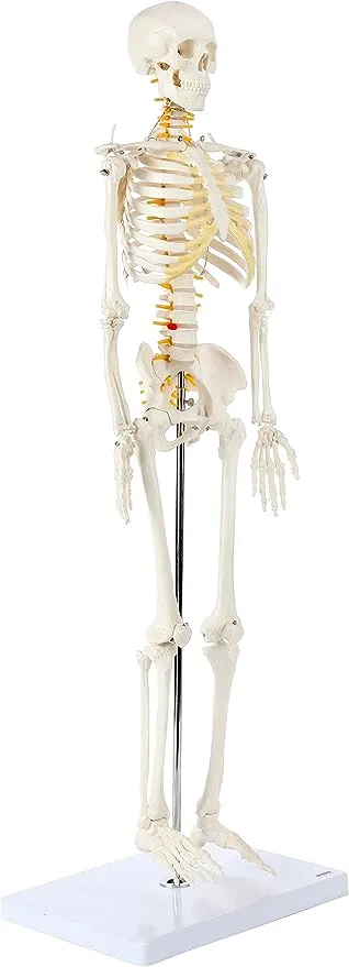 Axis Scientific Mini Human Skeleton Model with Metal Stand, 31" Tall with Removable Arms and Legs, Easy to Assemble, Includes Detailed Product Manual for Study