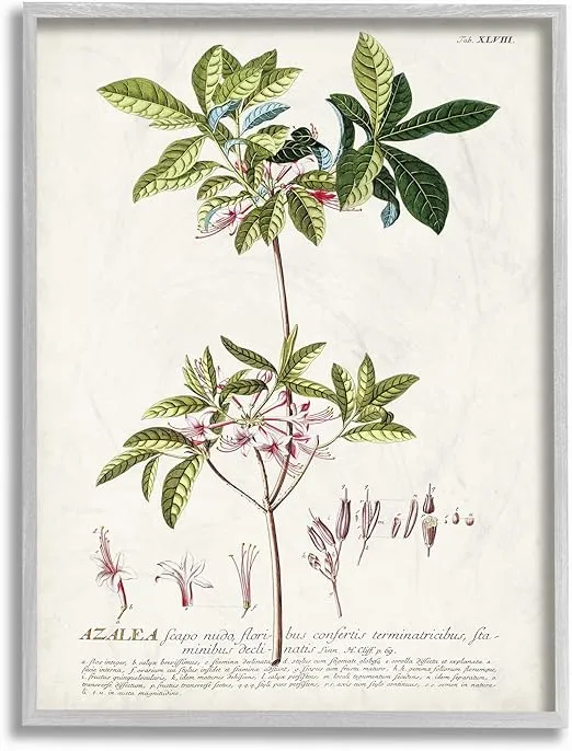 Stupell Industries Botanical Plant Illustration Pink Flowers Vintage Grey Framed Wall Art, 11 x 14, Design by Artist Unknown