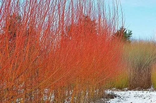 Two Flame Willow Tree - Vibrant Orange and Red Colored Bark - Unique and Rare Live Tree Plants - Grow 2 Flame Willow Trees