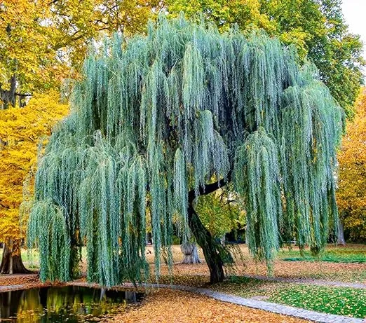 Weeping Willow Tree Cuttings to Plant - Fast Growing Trees - Beautiful Arching Canopy - Popular asBonsai (2 Weeping Willows)