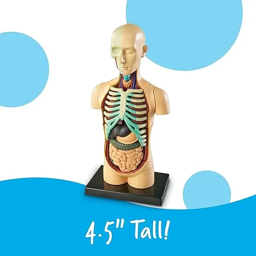 Learning Resources Human Body Model, 31 Pieces, Grades 3+, Ages 8+, Science Classroom Demonstration Tools, Realistic Human Anatomy Display
