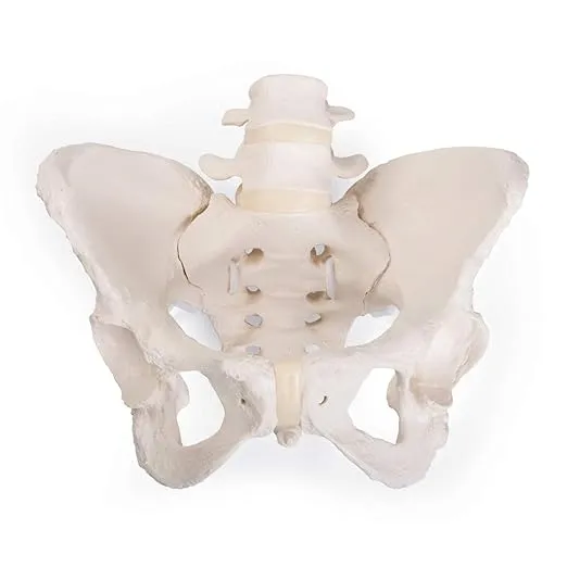 3B Scientific GmbH 1019864 Flexible Female Pelvis Model, Life Size, Bone