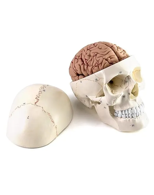 QWORK Human Skull and Brain Anatomy Model, 11 Parts, Life Size, Numbered, Anatomically Accurate, for Science Medical Teaching Learning