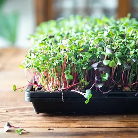 Bootstrap Farmer Microgreen Trays No Holes, 10 Pack, Extra Strength Black Shallow 1020 Tray Grow Microgreens Wheatgrass Fodder Sprouting Plants