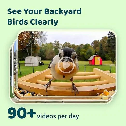 NETVUE by Birdfy Upgraded Smart Bird Feeder Camera Solar Powered, Auto Capture Birds & Notify in Time, Powerful AI Recognition, Bamboo Wood Bird Feeder Camera, Ideal Present Gift