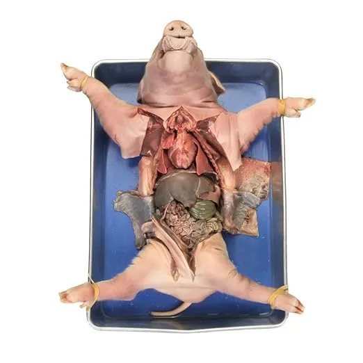 Carolina® Pig Anatomy Kit, Materials For 1-2 Students