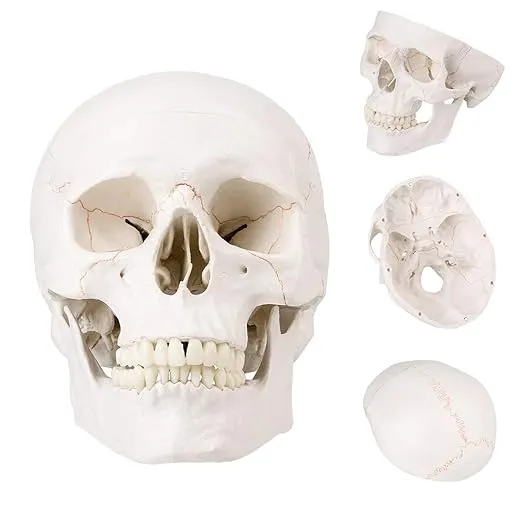 Life Size Human Skull Head Model - Human Skull Anatomical Model Medical Quality, Anatomy Skull, Detached Mandible and Skull Cap - 3 Parts